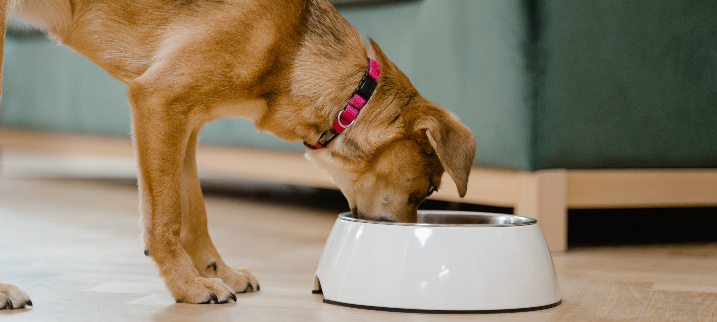 Stylish Mealtime Gear