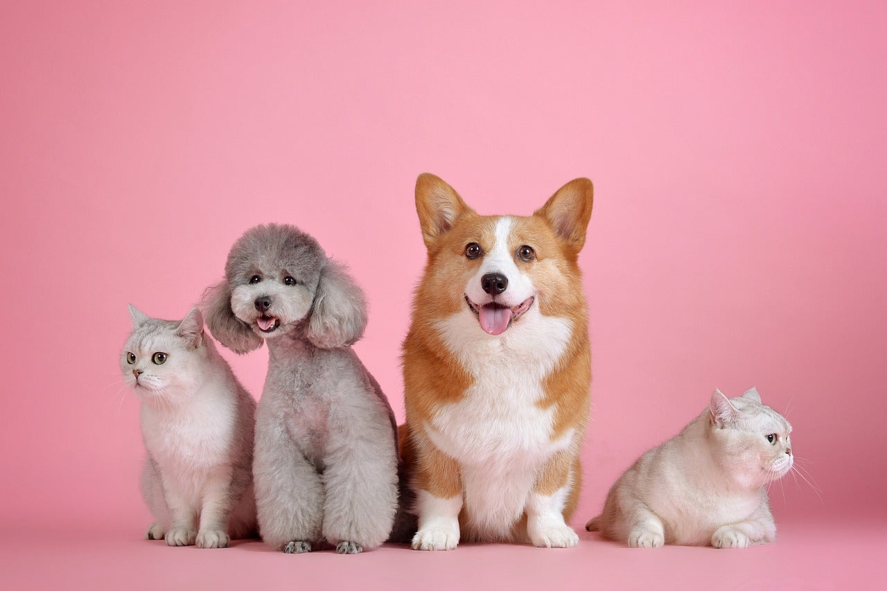 Pamper Your Pet: The Ultimate Guide to Cozy Beds, Stylish Houses, Fun Toys & Trendy Clothes